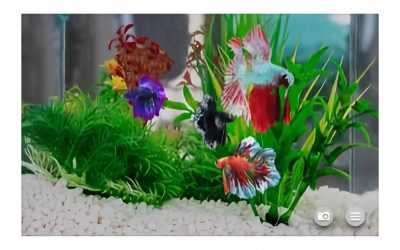 Gratistipset: Skapa ditt eget akvarium med Betta Fish