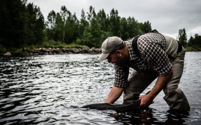 Sportfisket efter lax i de svenska Östersjöälvarna omsätter 400 miljoner kronor