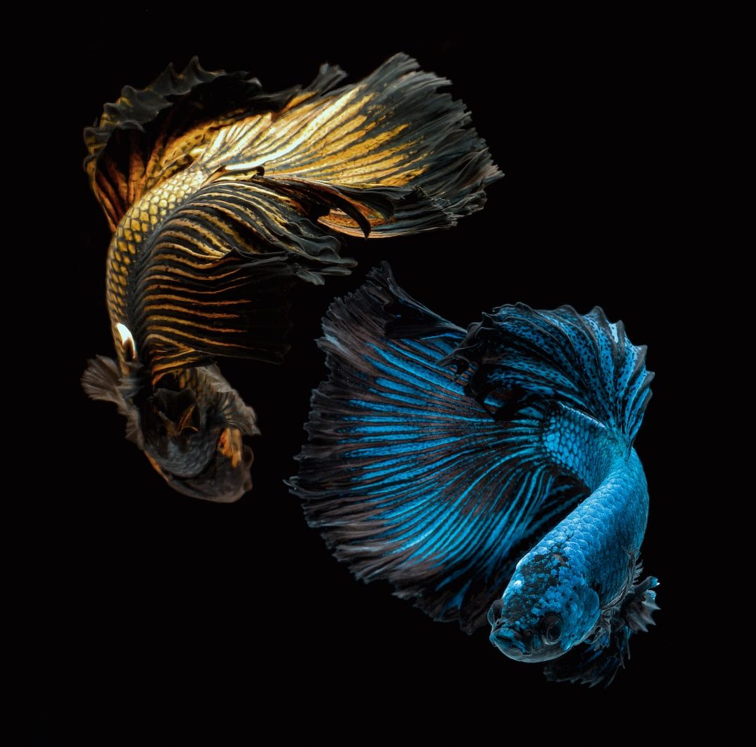 Gratistipset: Betta Fish – ett vackert akvarium i din iPhone