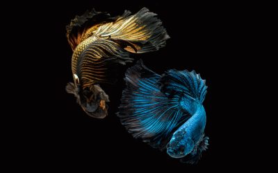 Gratistipset: Betta Fish – ett vackert akvarium i din iPhone