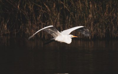 Flygläget i din iPhone är användbart för mer än när du är ute och flyger