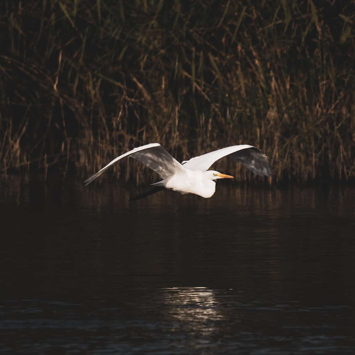 Free stock photo of avian, bird, egret