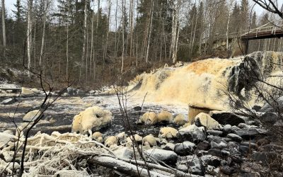 Nu kan ett vandringshinder försvinna i Kågeälven – dammen vid Storfallet kan rivas