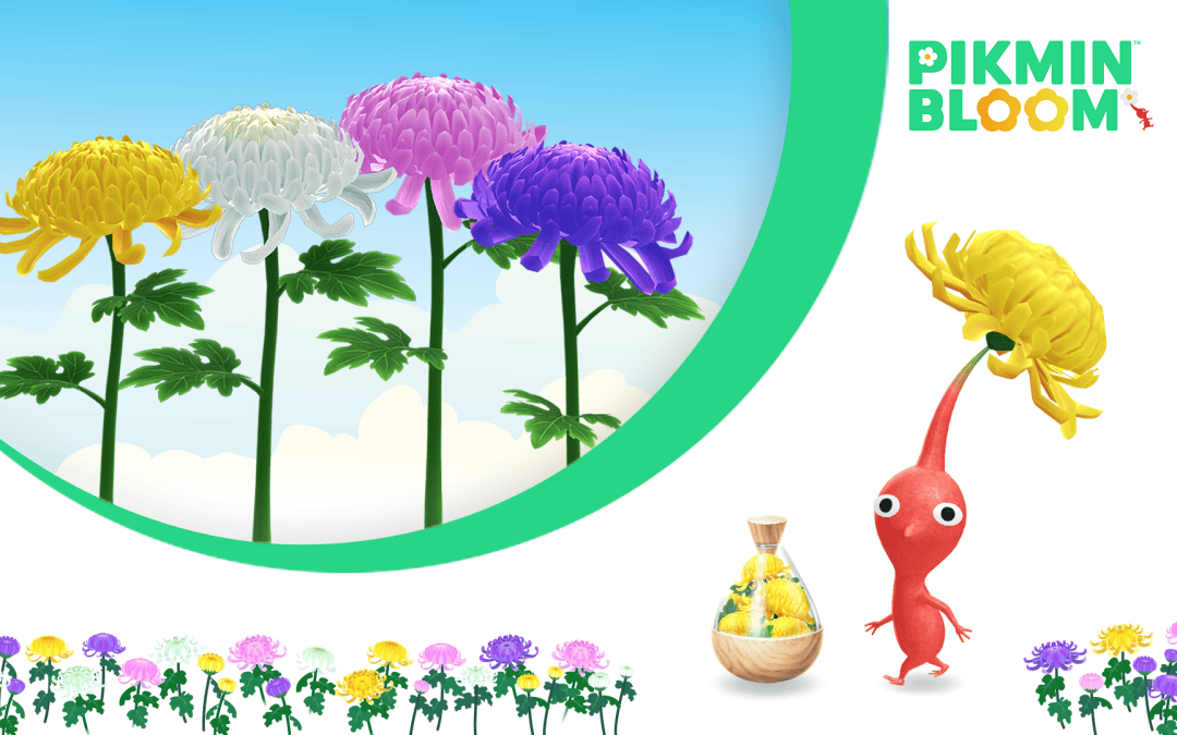 Pikmin Bloom: I november välkomnar vi röda, vita, gula och blå krysantemum till Pikmin Bloom!