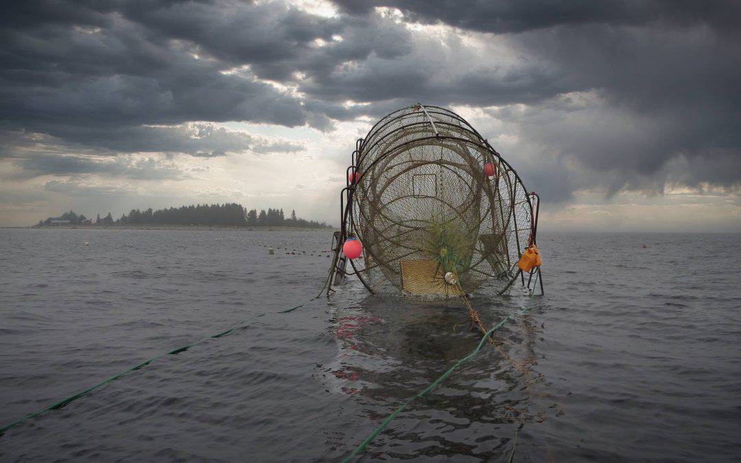 Finskt fulfiske efter vildlax i Östersjön