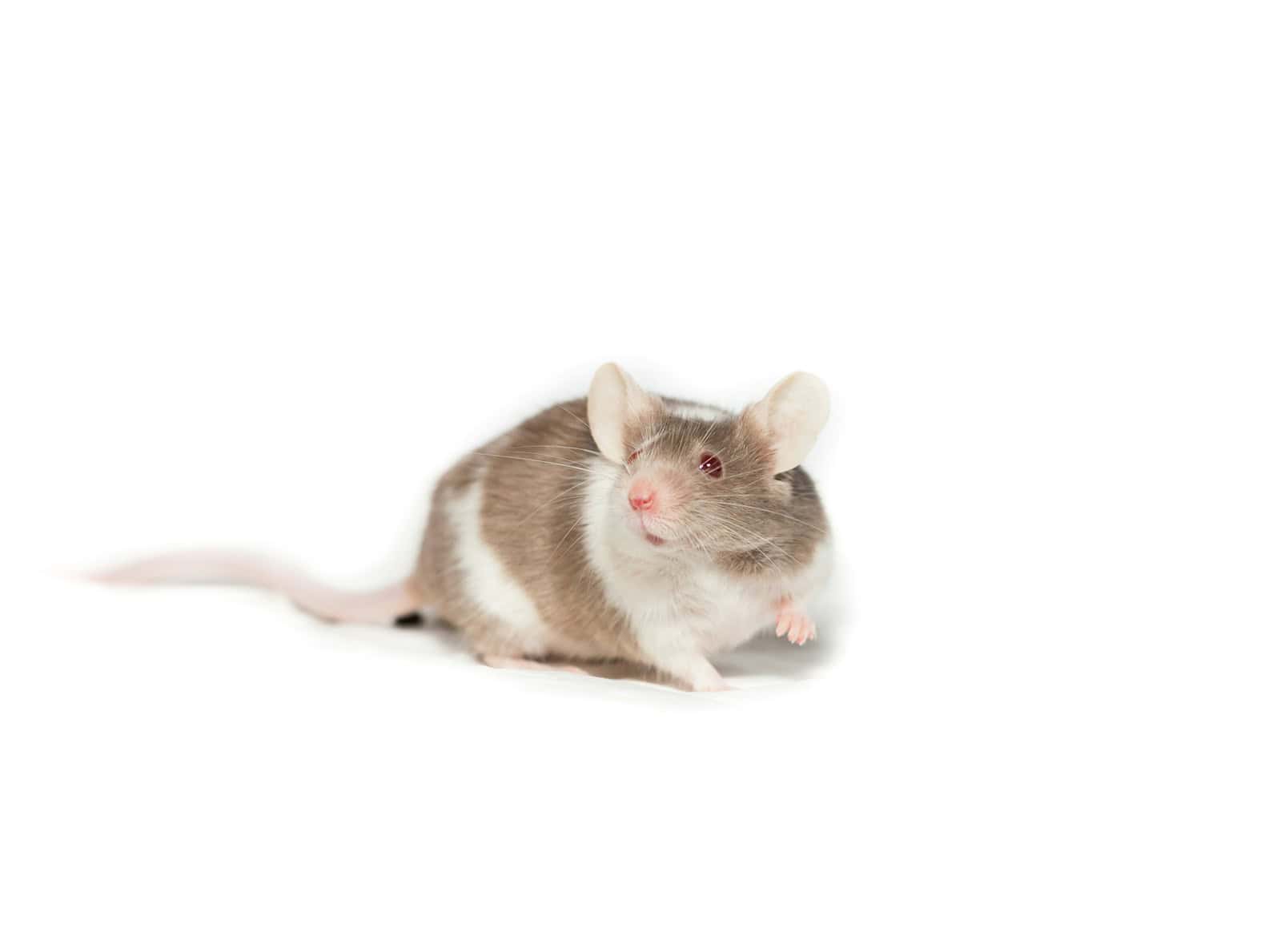 white and brown rabbit on white background