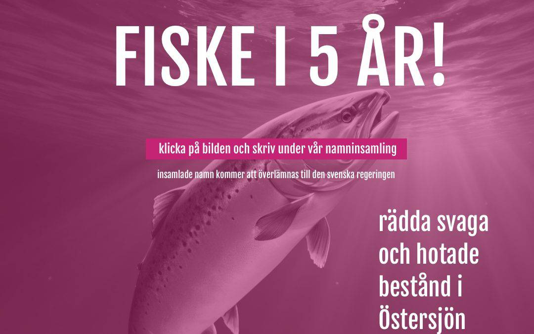 Skriv under namninsamlingen för ett fiskestopp i Östersjön!