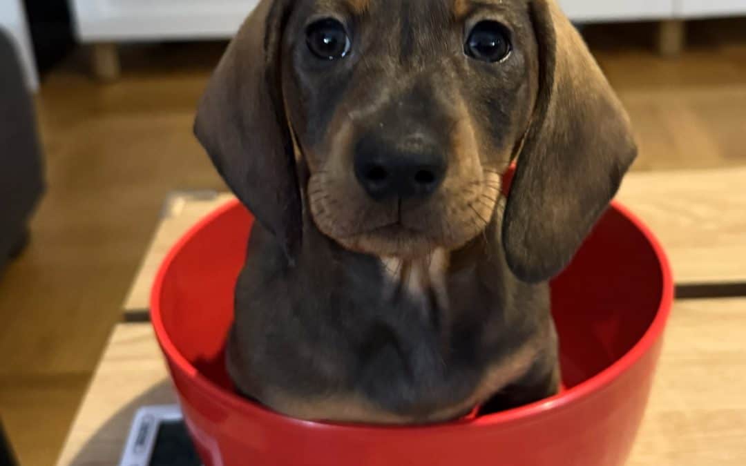 Puck: En stor hund i liten förpackning som finner sig i det mesta