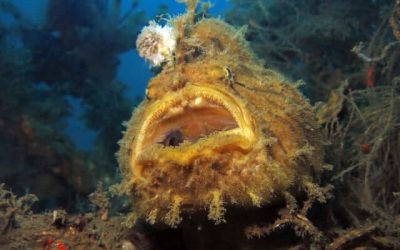 Frogfish reveals how it evolved the “fishing rod” on its head